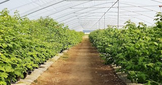 Ягодные туннели для клубники в Курске - НавесыКус, монтаж и продажа от 1022 руб.
